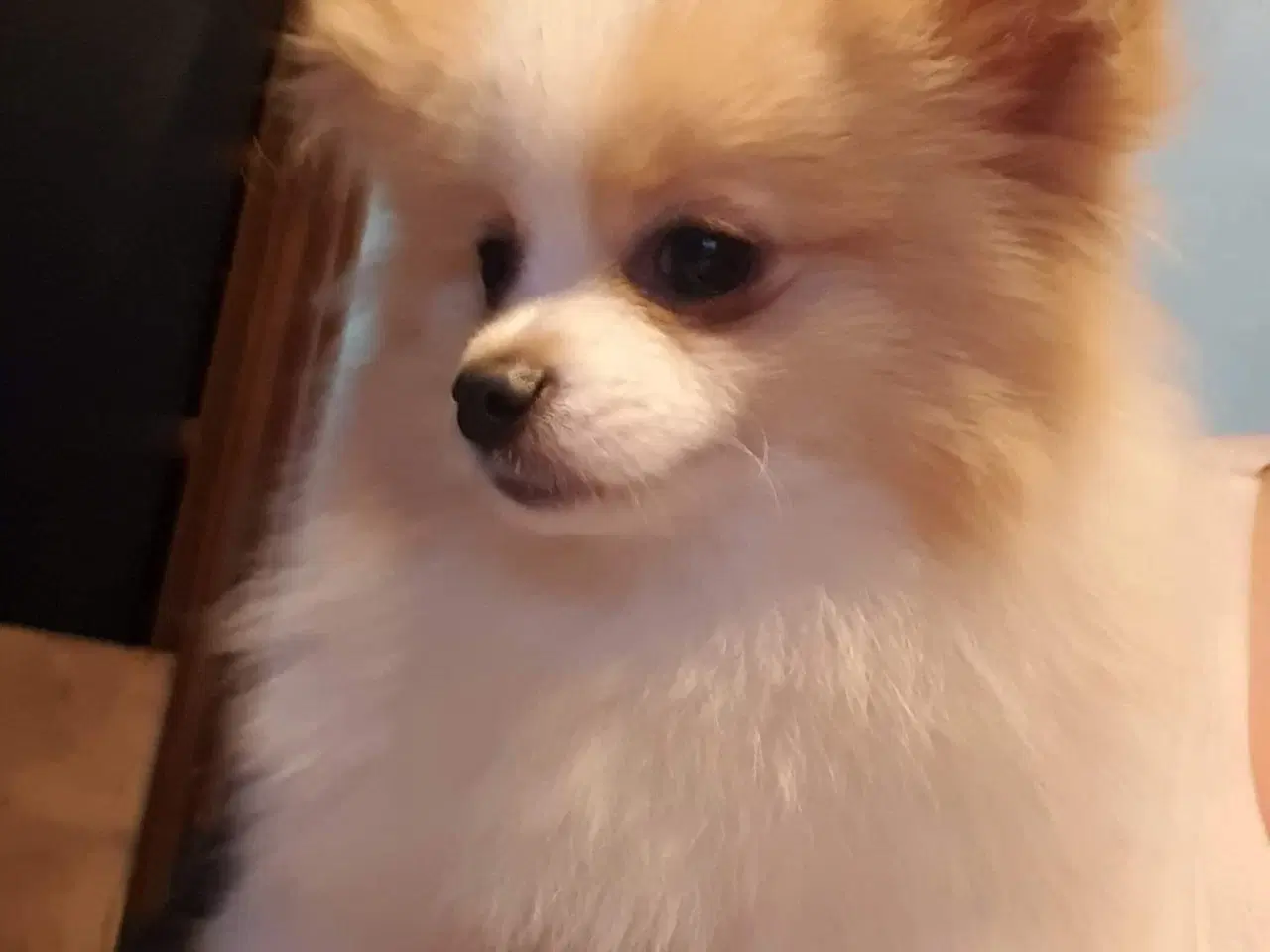 Billede 1 - Pommeranian og cavalier søger nyt hjem