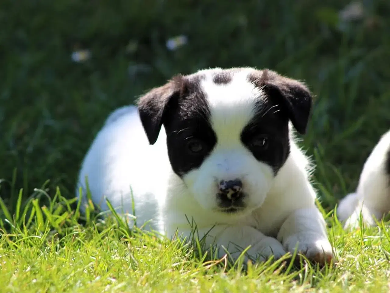 Billede 3 - Jack russell terrier hvalpe 