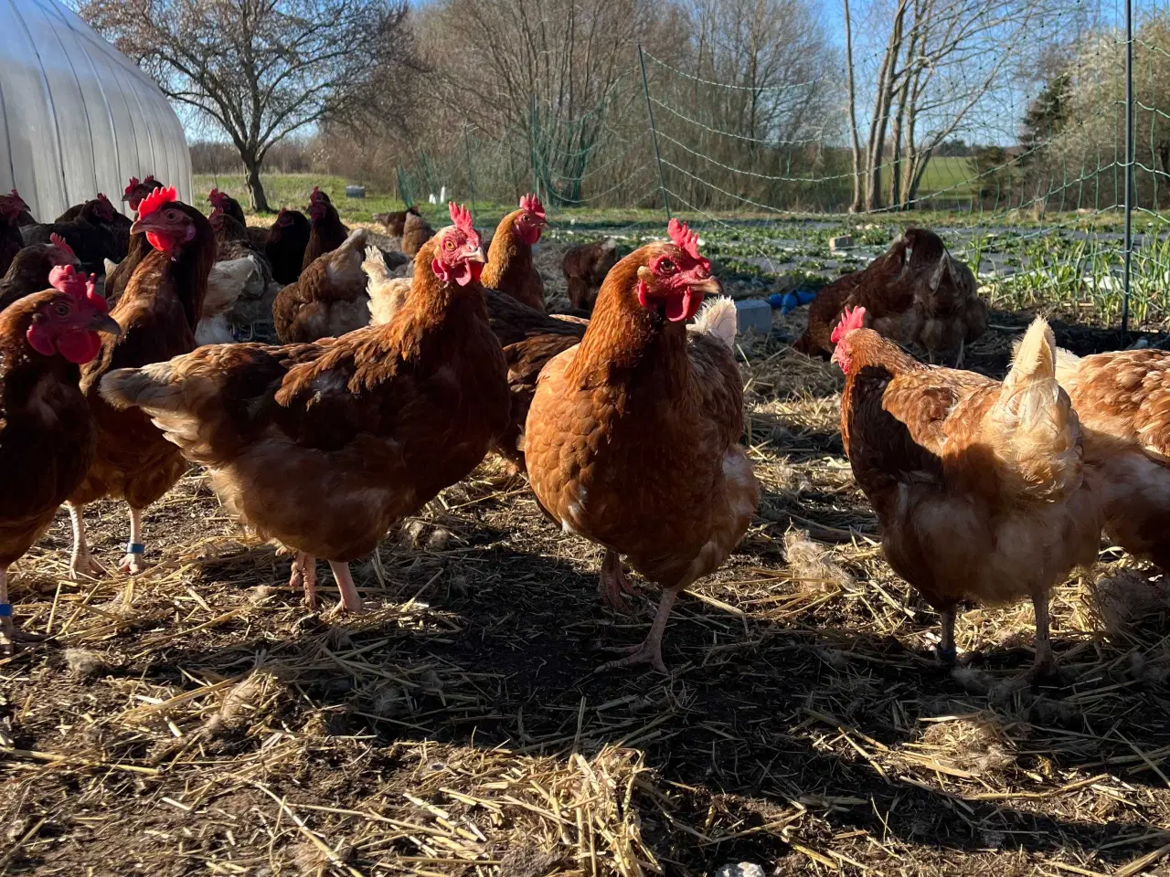 Billede 1 - Brune æglæggende Isa brown høns 