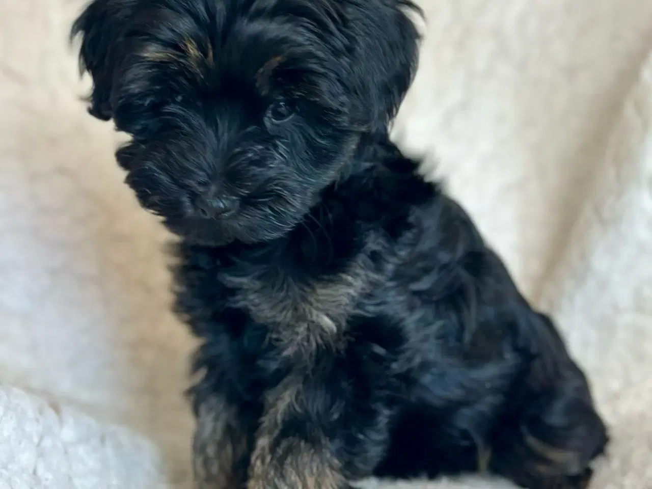 Billede 10 - Yorkiepoo hvalpe 