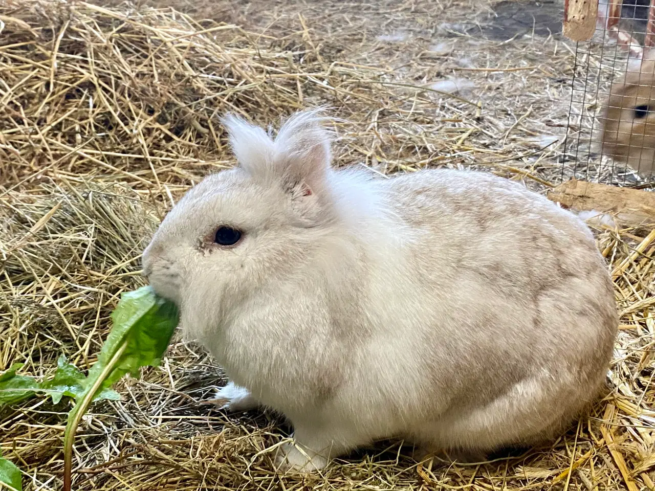 Billede 6 - Kærlige kaniner klar til nyt hjem 🐇❤️