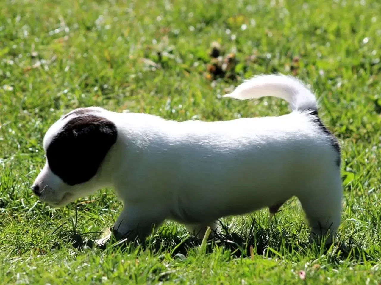 Billede 4 - Jack russell terrier hvalpe 