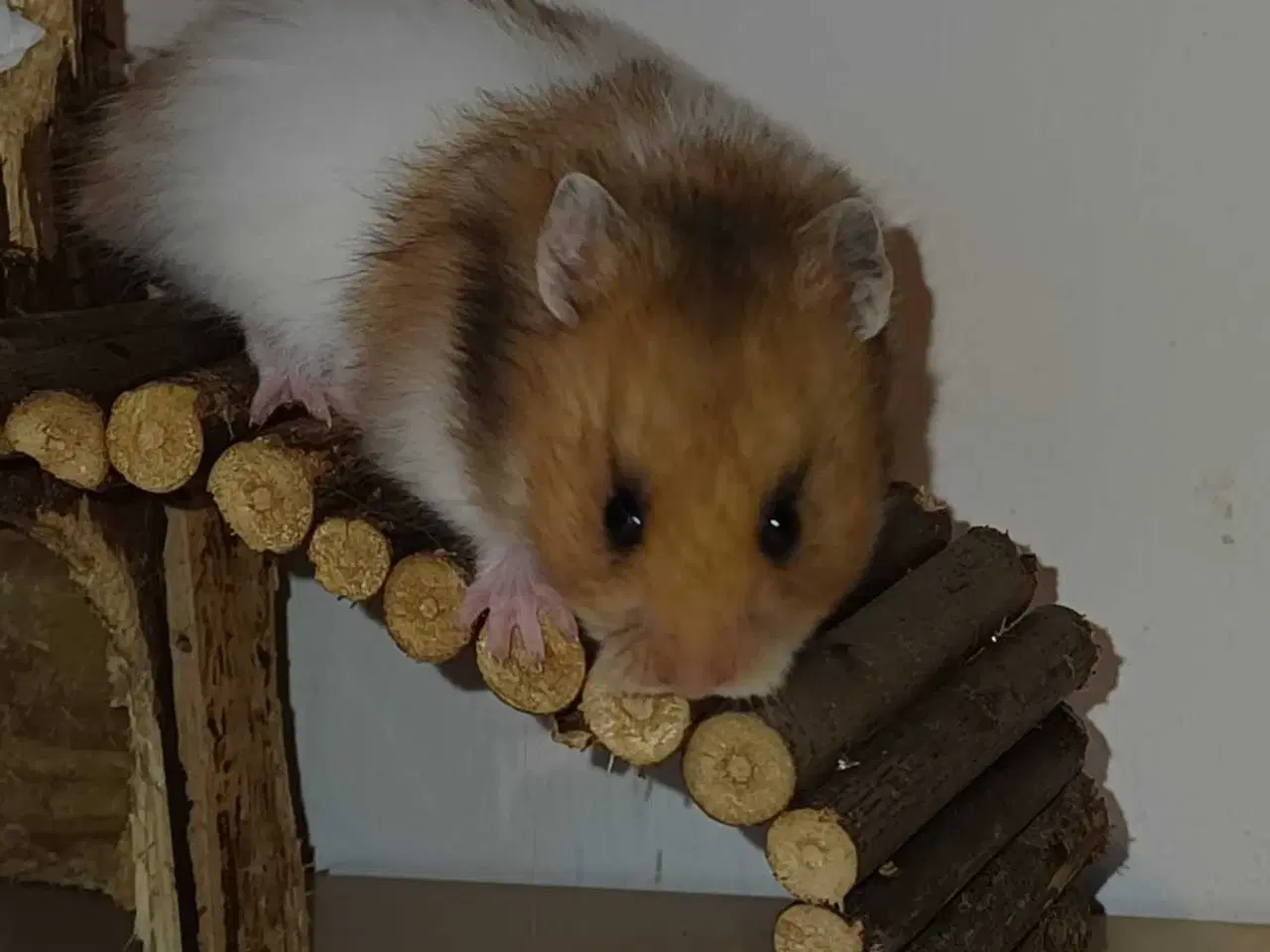 Billede 1 - Guldhamster unger