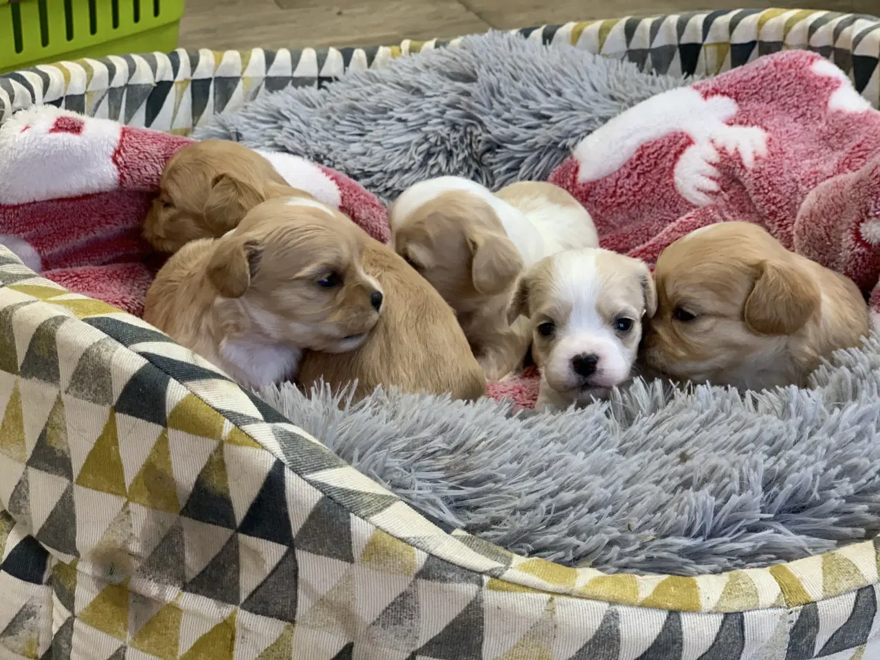 Billede 15 - Små fine cavapoo/ Maltipoo babyer