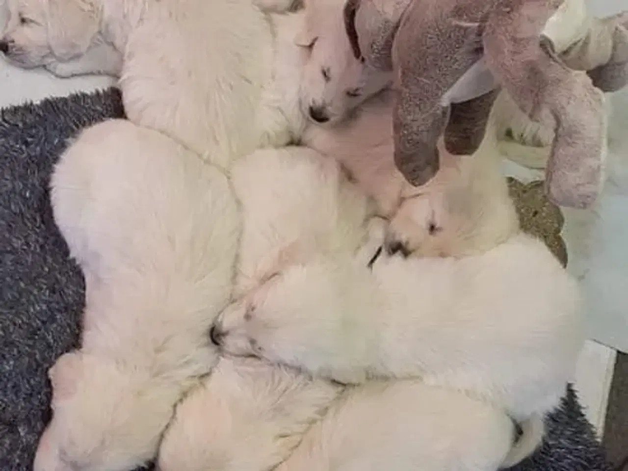 Billede 2 - Golden udlånes til avl