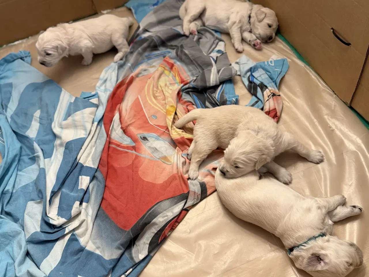 Billede 7 - Golden retriver hvalpe 