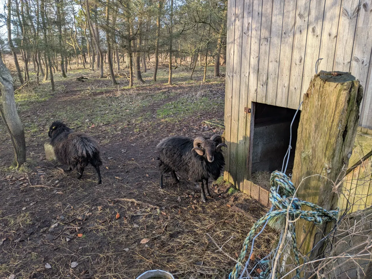 Billede 3 - Sort vædder, mindre race