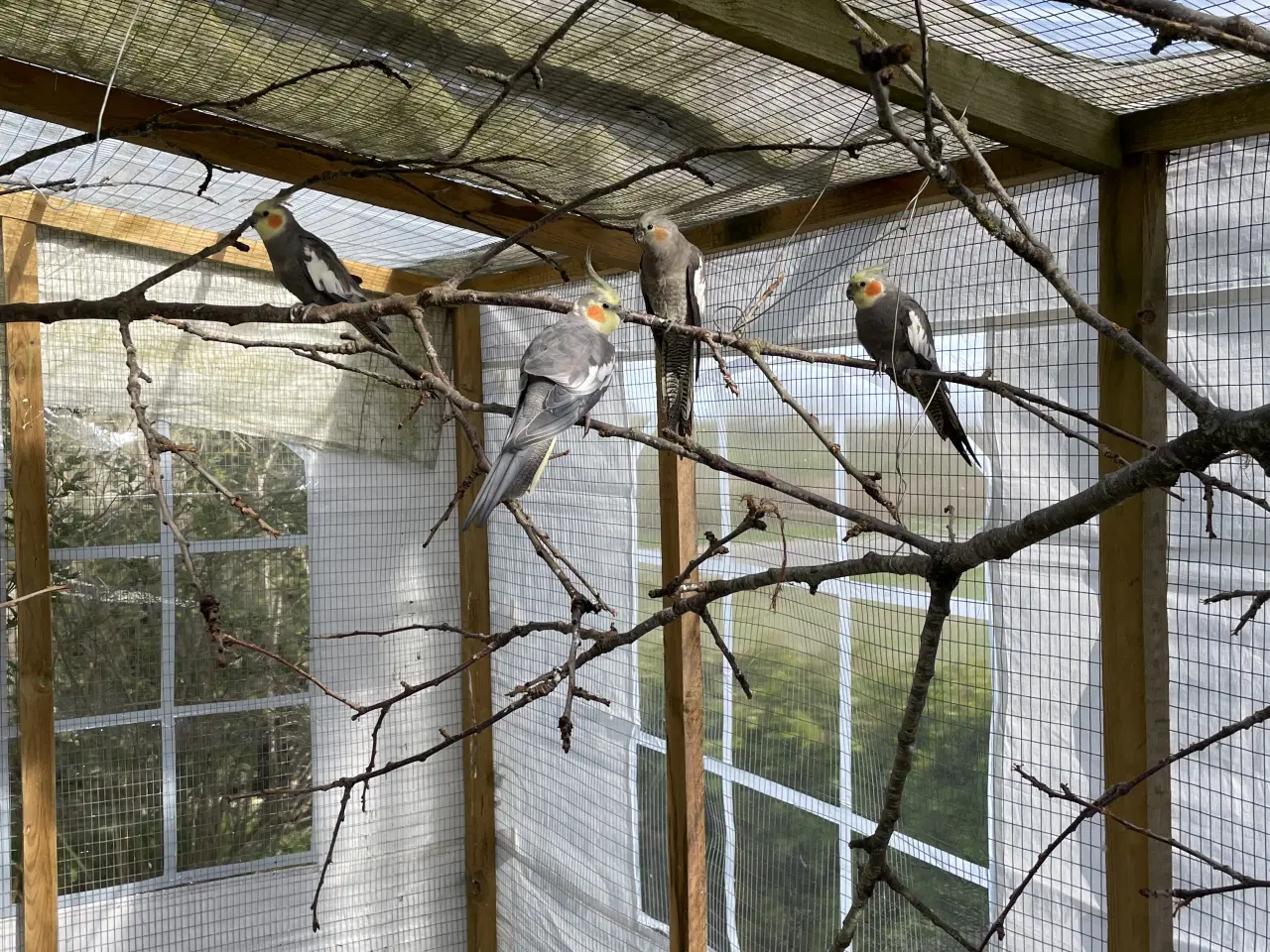 Billede 1 - Grå nymfeparakitter unger fra 2025