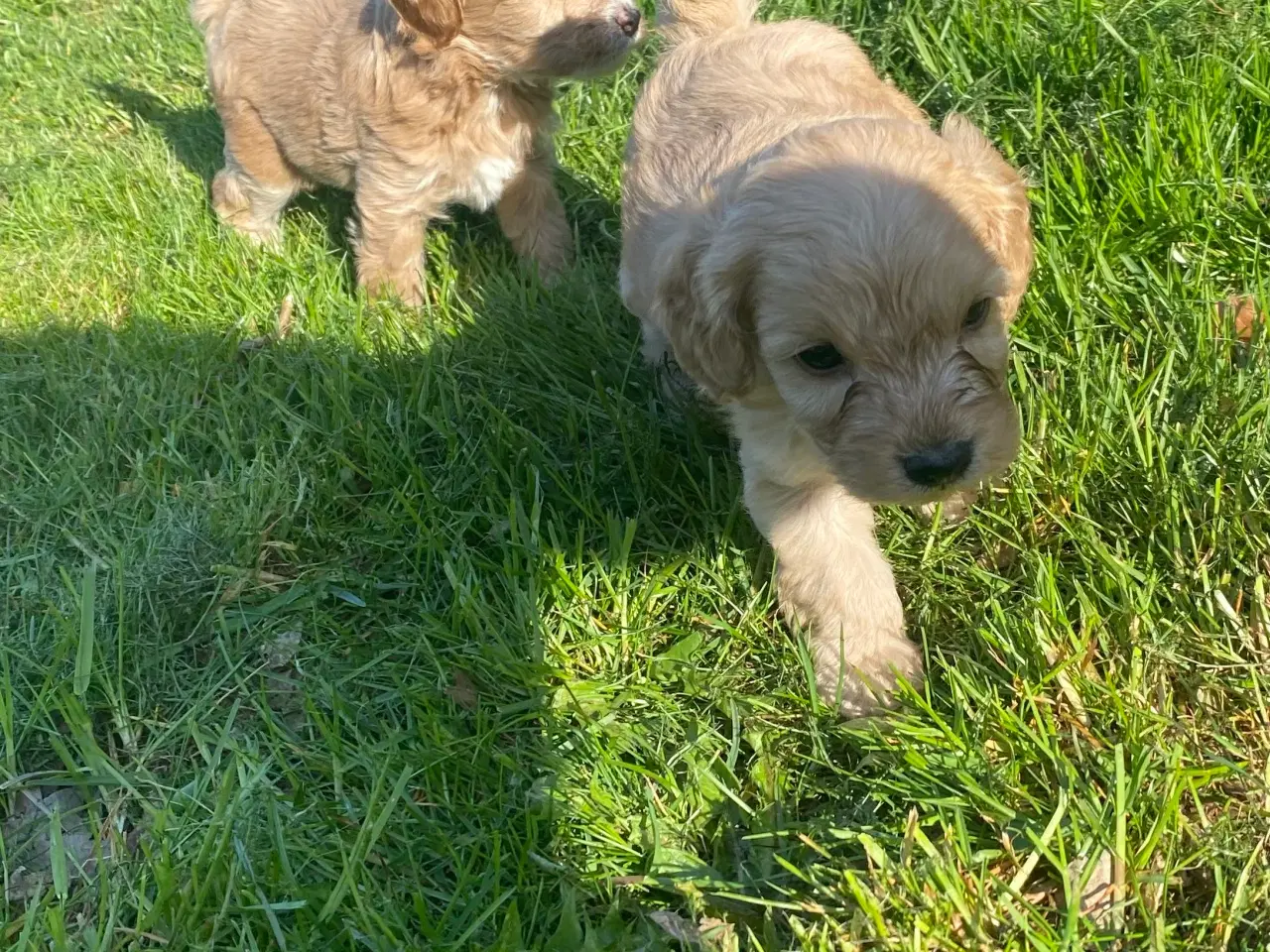 Billede 3 - Cavapoo hvalpe 