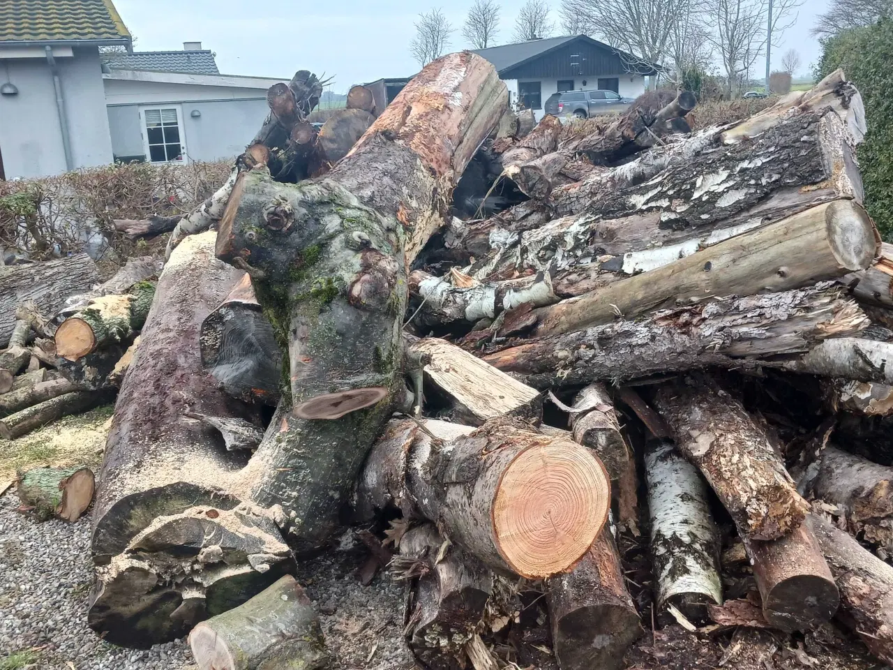 Billede 1 - Ask eg bøg og birk