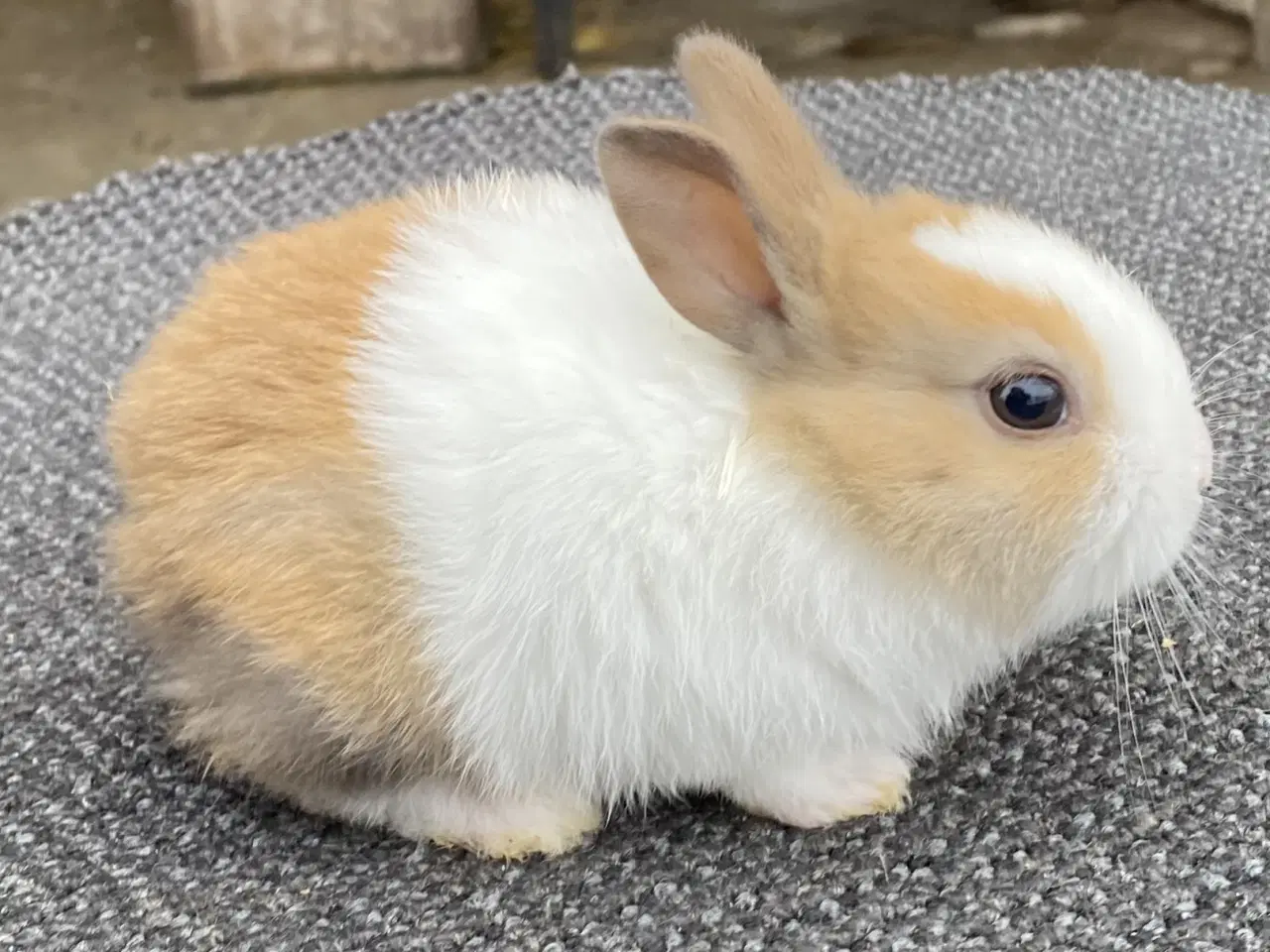 Billede 4 - HOLLÆNDER HUN MADAGASCAR