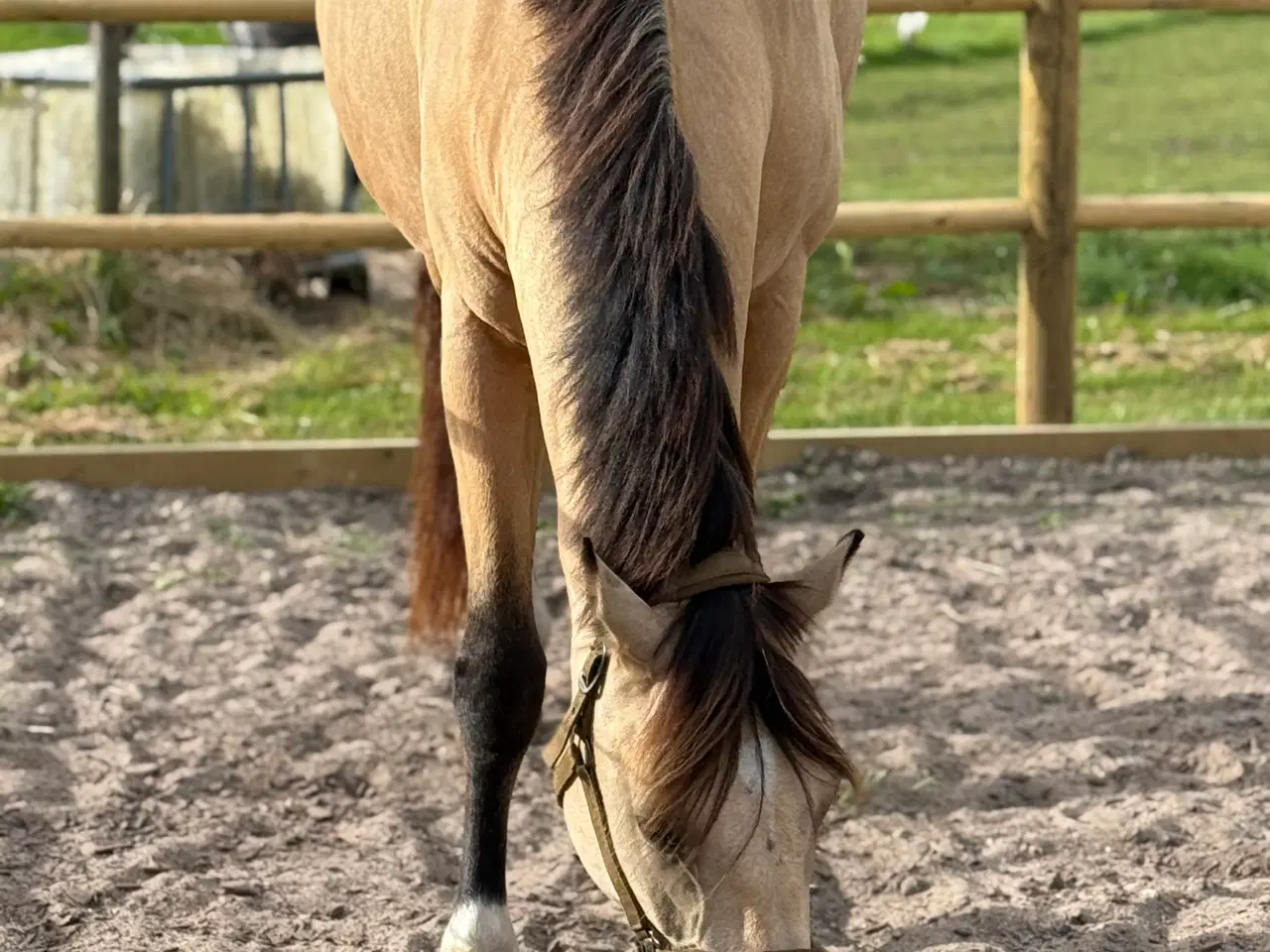 Billede 6 - Dine nye bedste ven