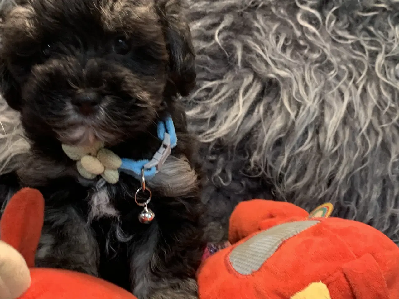 Billede 15 - Små fine Maltipoo babyer er rejseklar nu . 