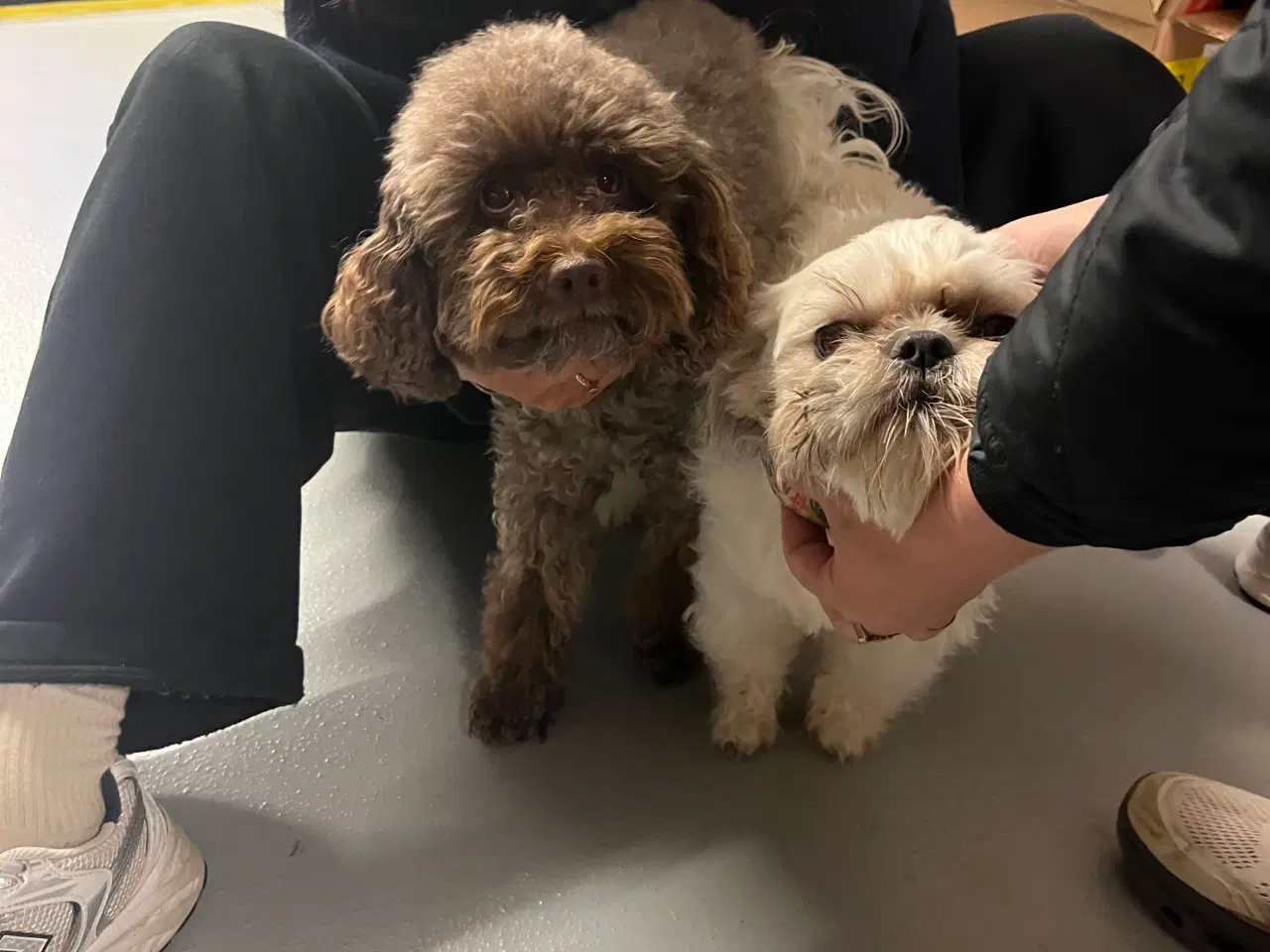 Billede 4 - SHIH-POO hvalpe 