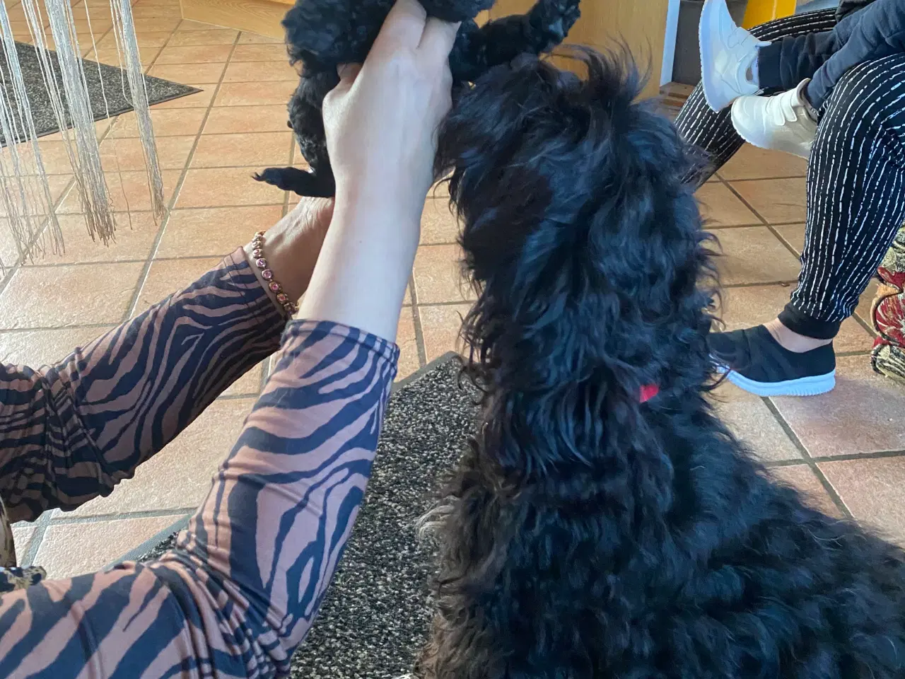 Billede 6 - Cavapoo det er en han. Sund og rask og kan lide at