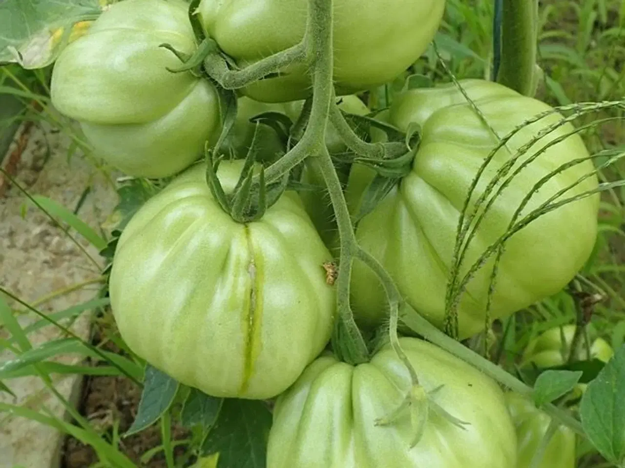 Billede 8 - Tomatplanter blandet sorter 