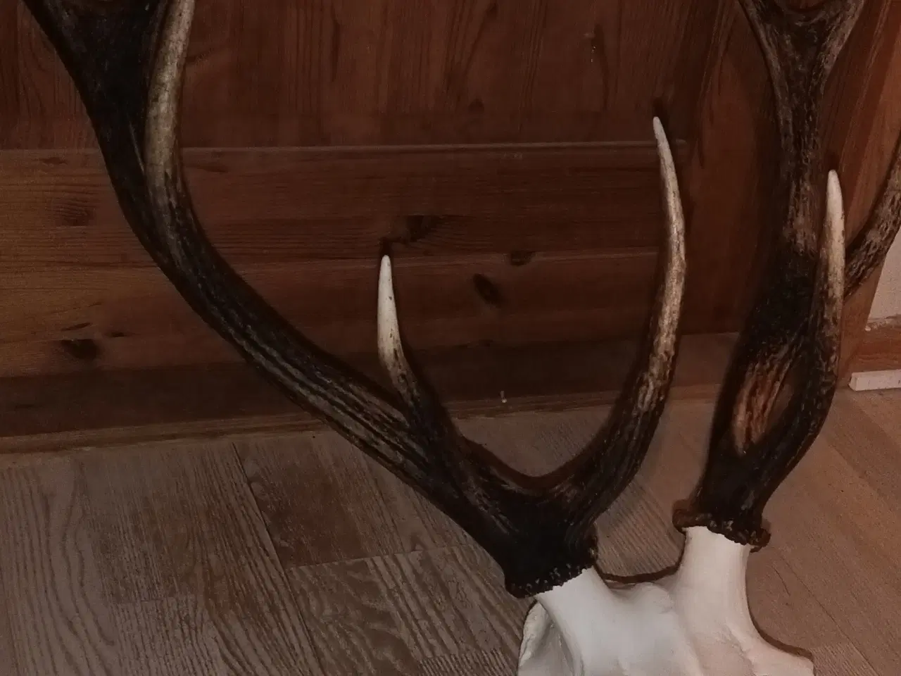 Billede 6 - Kronhjorte gevir