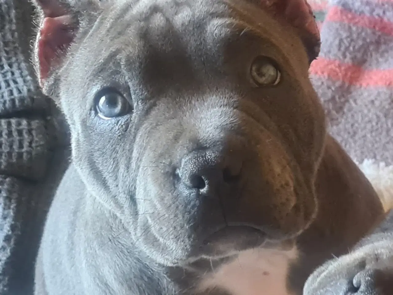 Billede 7 - American Bully Dreng - transport 