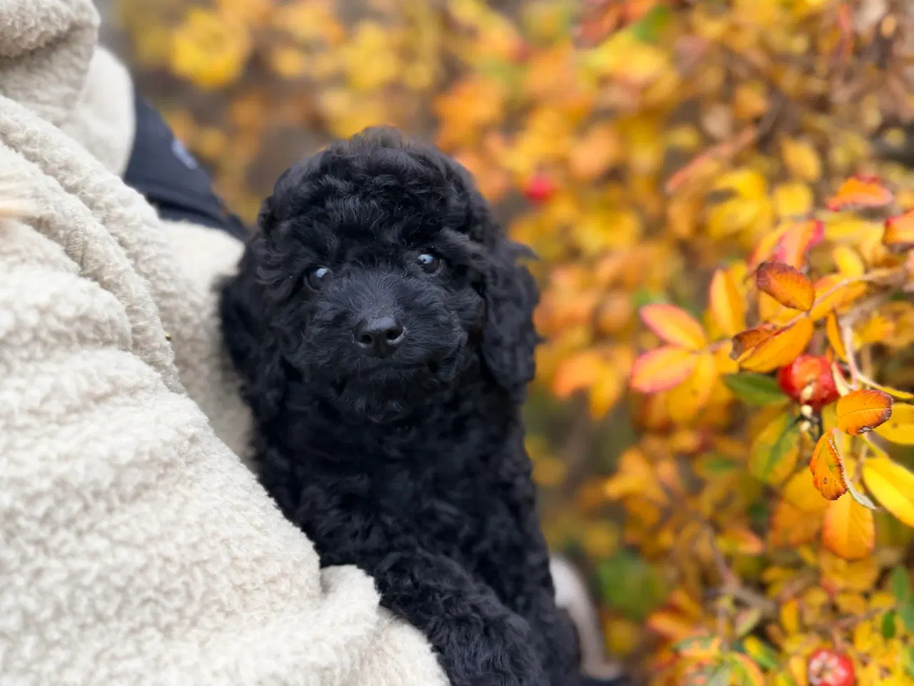 Billede 1 - Mellem Puddel