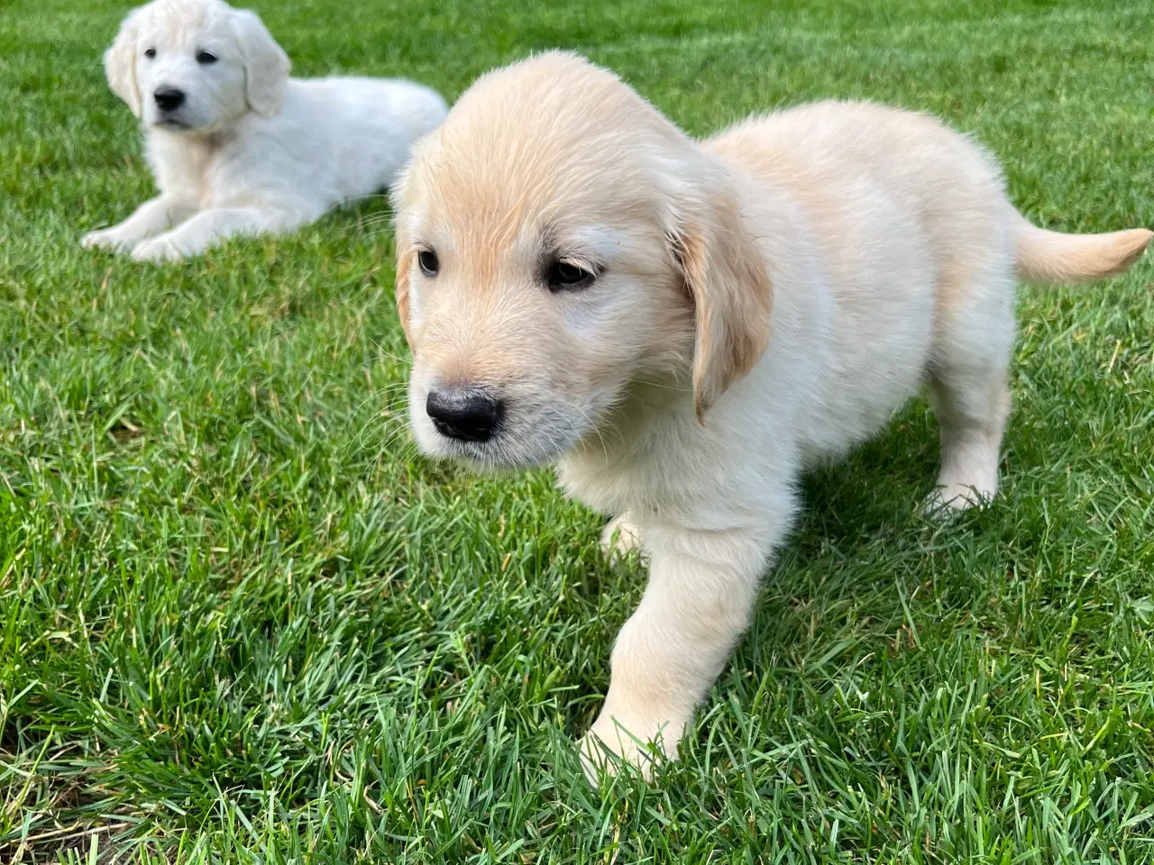 Billede 9 - Golden retriever hvalpe sælges
