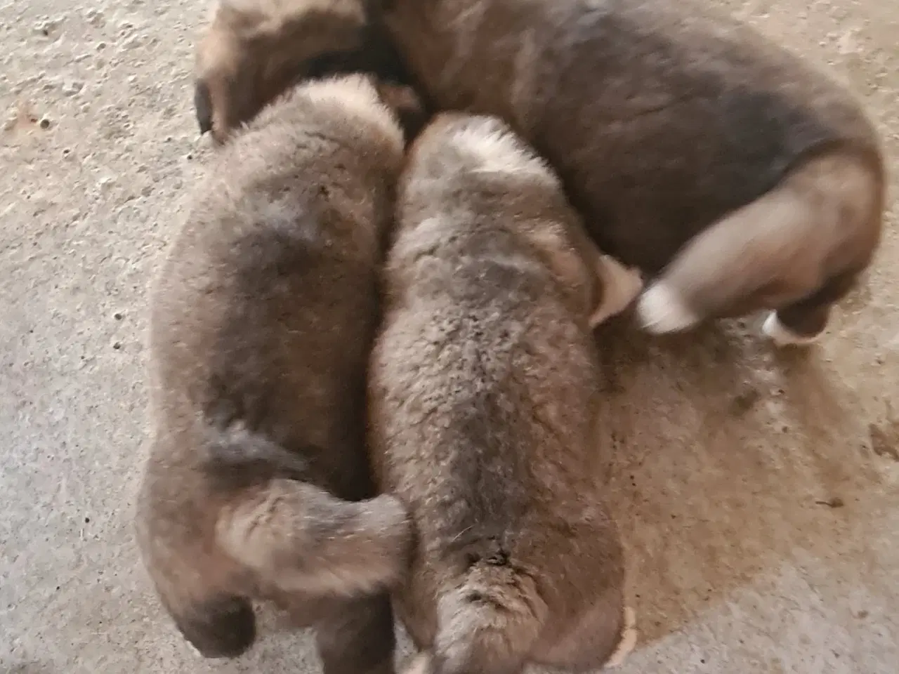 Billede 6 - Hundehvalpe Akita American 