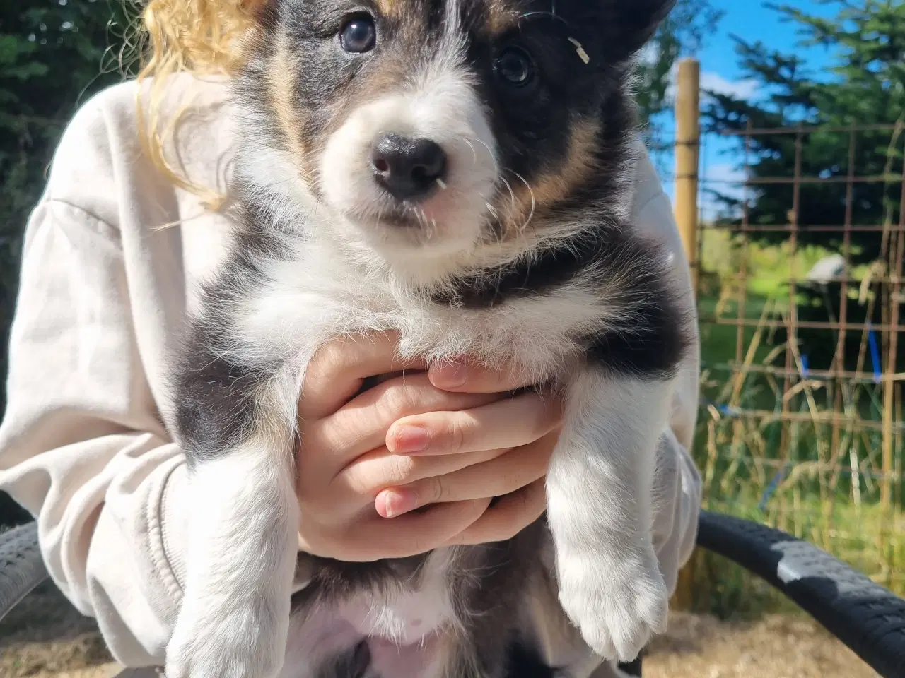 Billede 6 - Border collie tæve