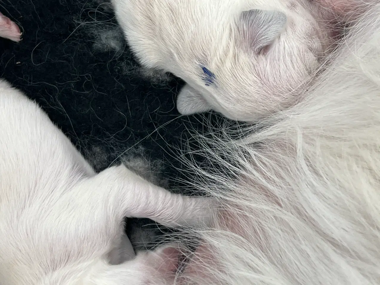 Billede 4 - Golden Retriever hvalpe 