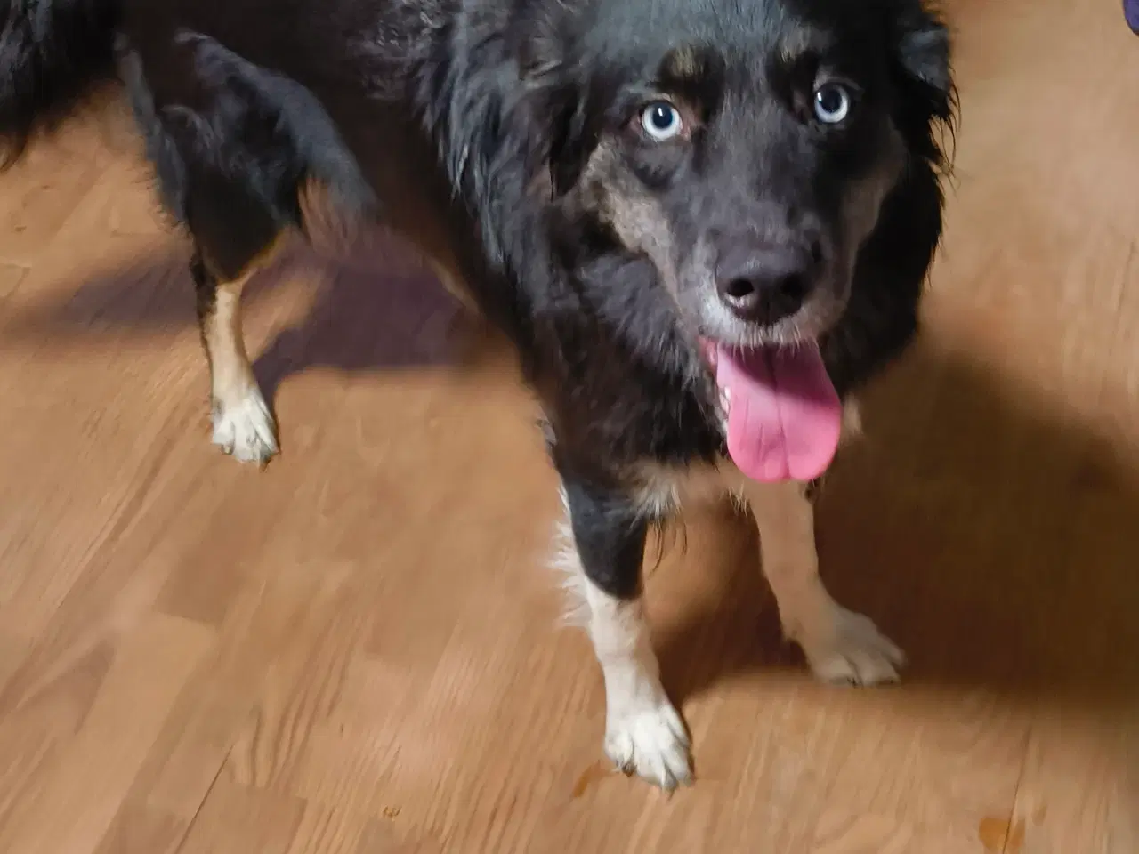 Billede 2 - Tæve husky mix