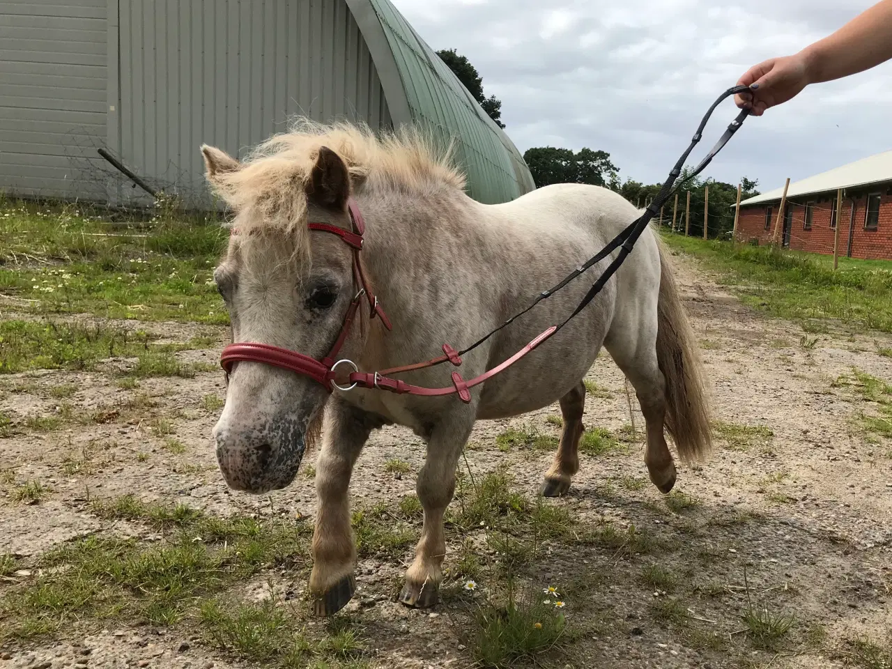 Billede 3 - Mini pony