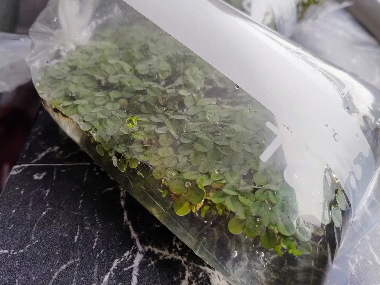 Billede 3 - Akvarie planter Gratis