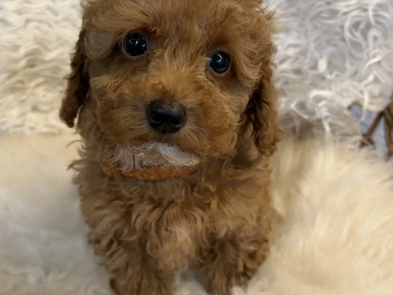 Billede 7 - 🐾✨ Skønne Maltipoo hvalpe klar mellem jul & Nytår