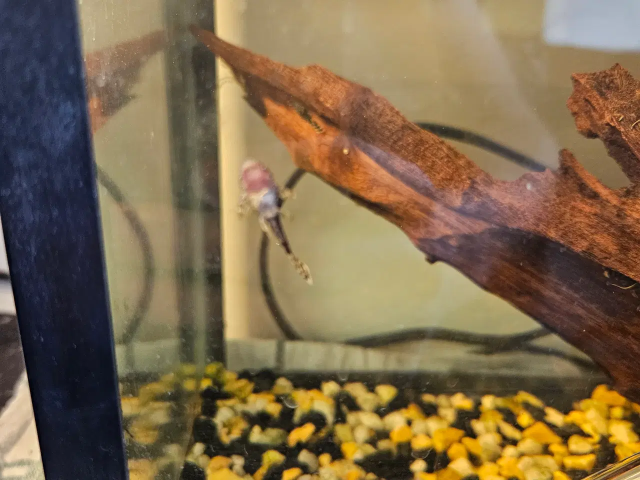 Billede 4 - Sugemalle-unger