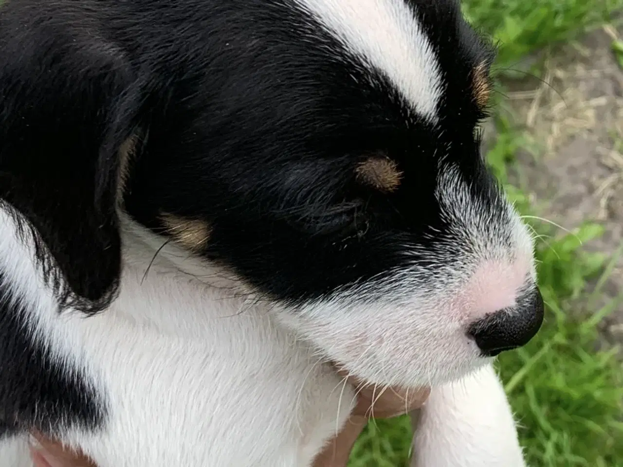 Billede 6 - Dansk/Svensk gårdehunde hvalpe 