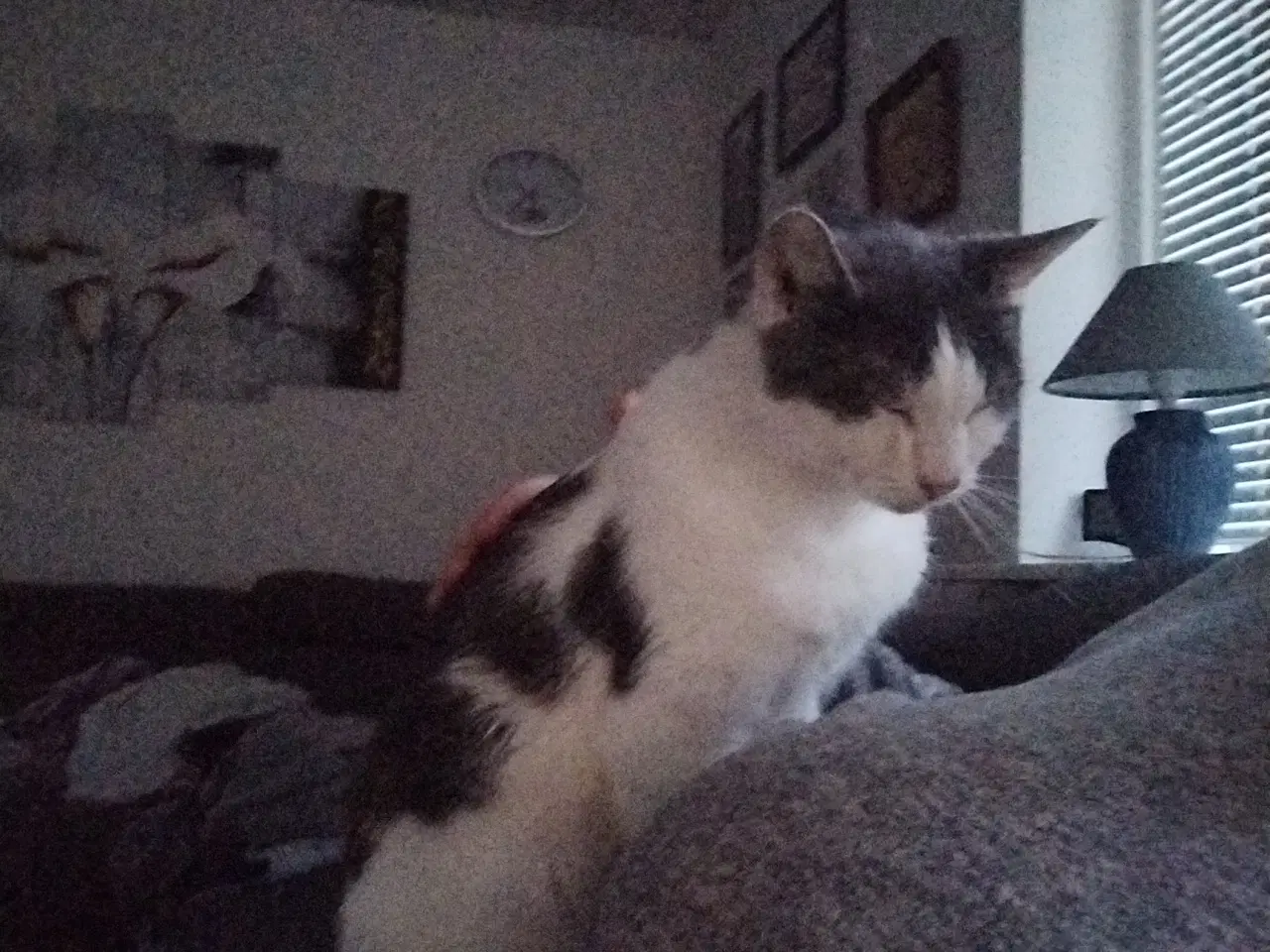 Billede 2 - Har en sød kat en en kat