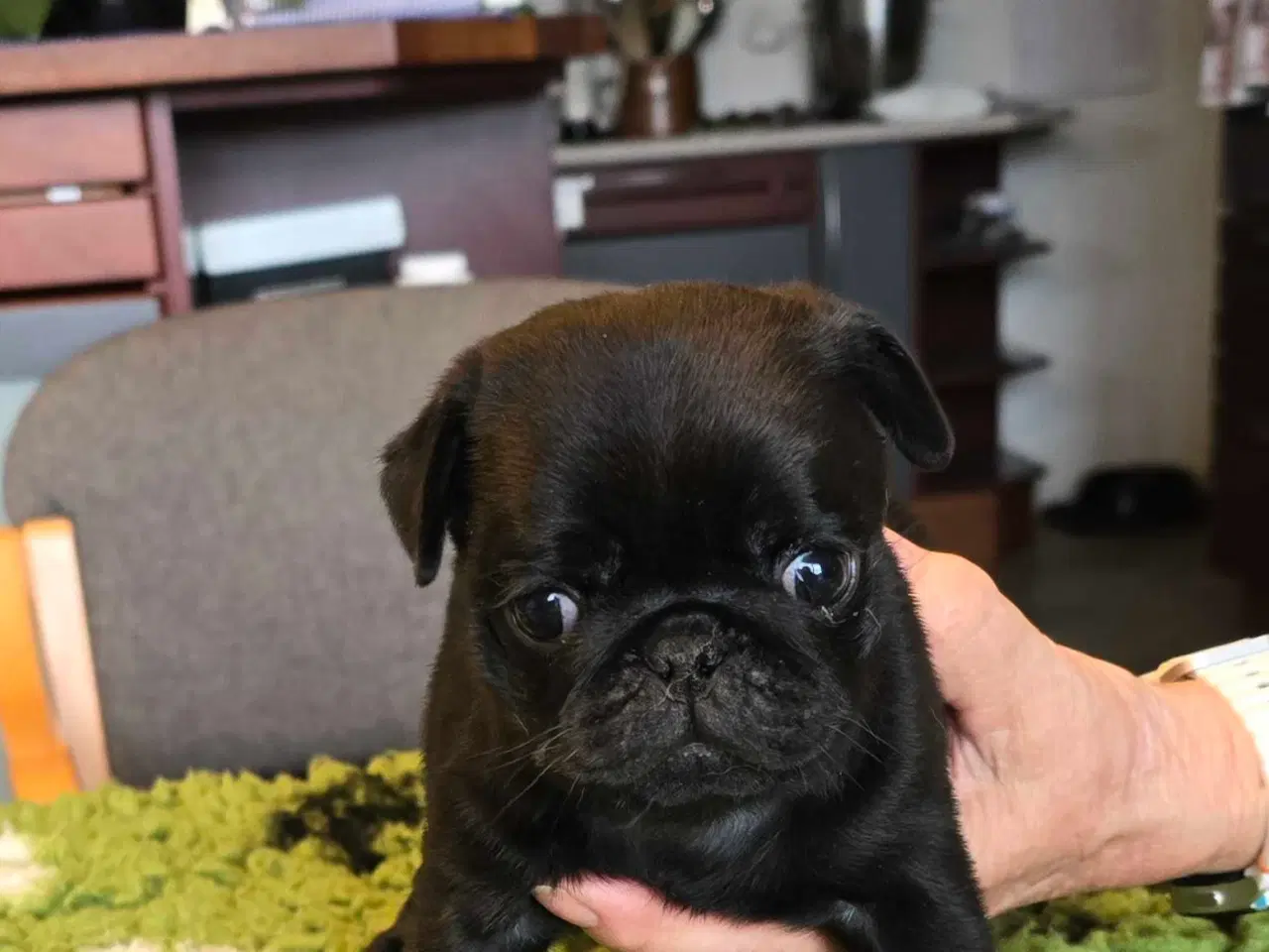 Billede 4 - Mops