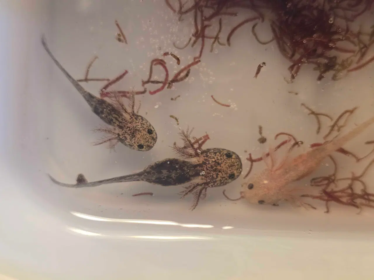 Billede 4 - Axolotl unger fra kendte linjer 