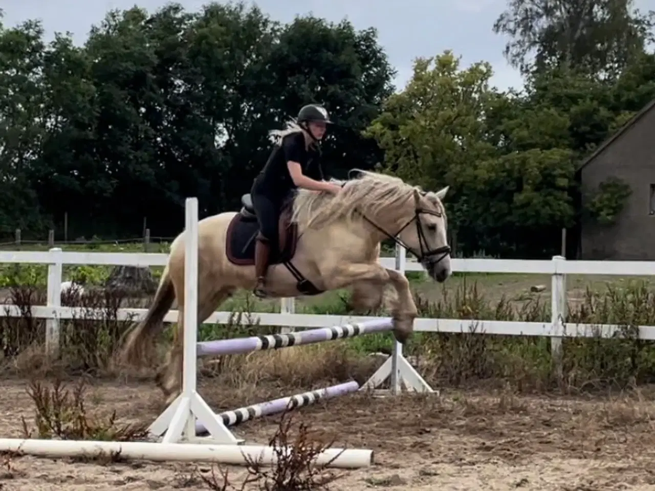 Billede 3 - Irish cob hoppe palomino