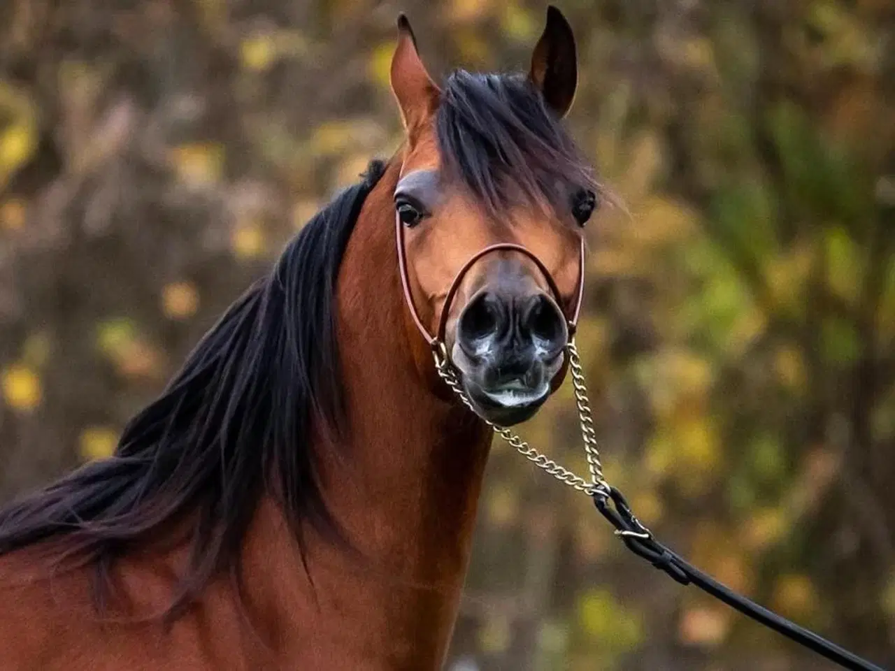 Billede 10 - Ox araber føl