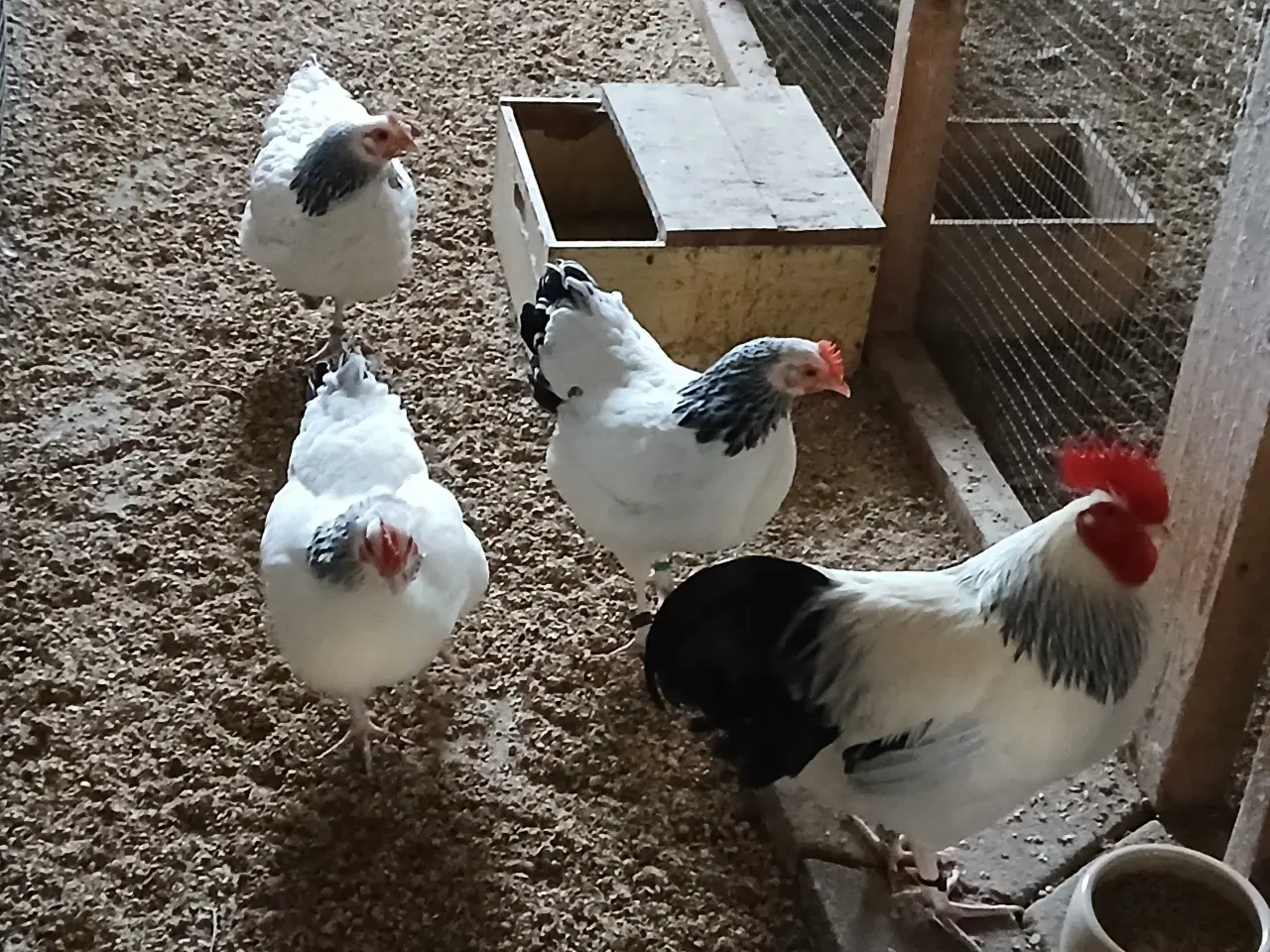 Billede 3 - Hvid sort columbia dværg Sussex