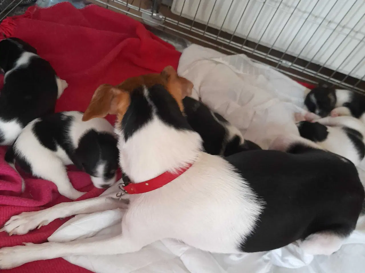 Billede 3 - Dansk svensk gårdhund 