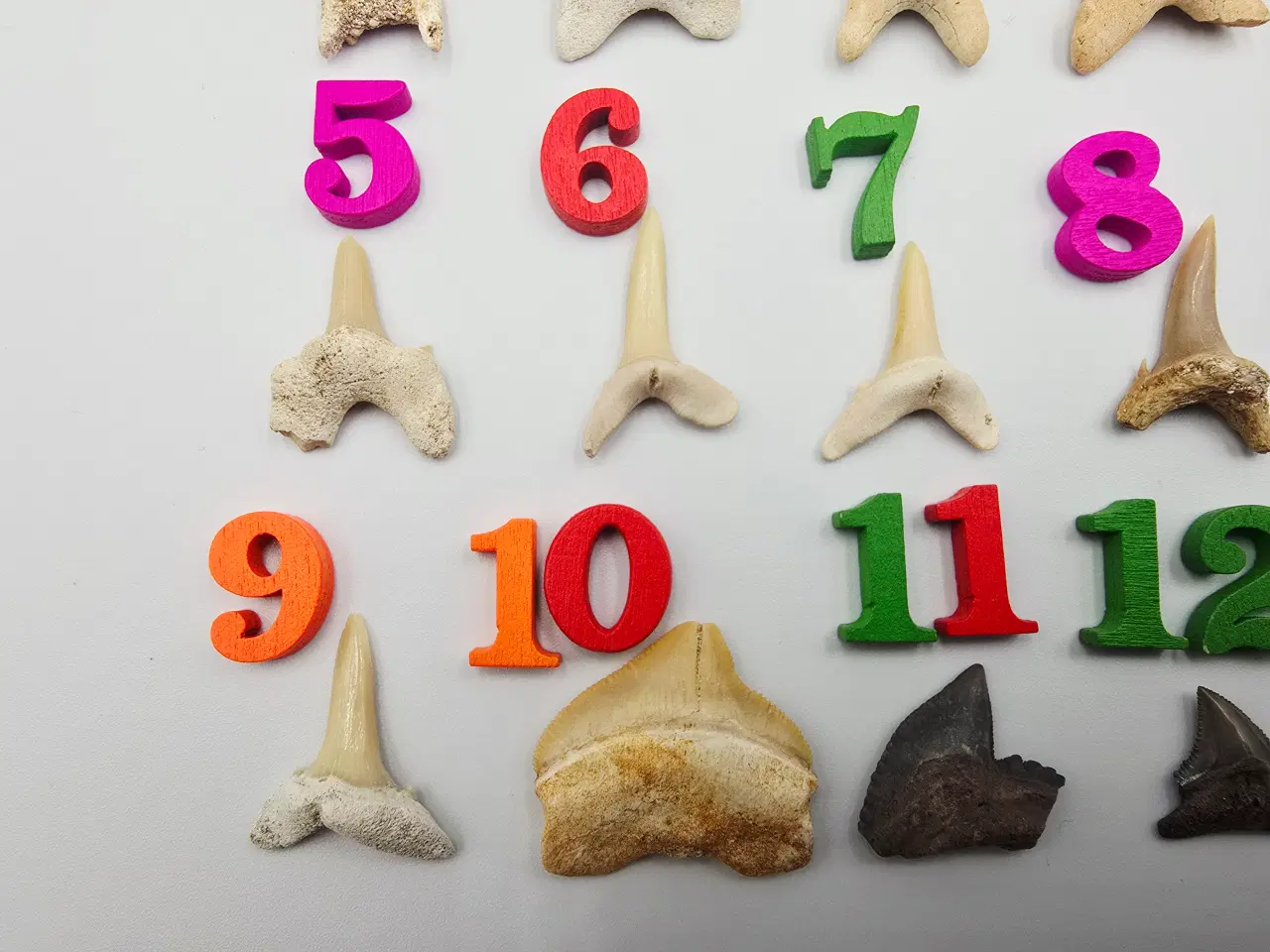 Billede 4 - Forstenede haj tænder sælges til 20,- pr. stk.