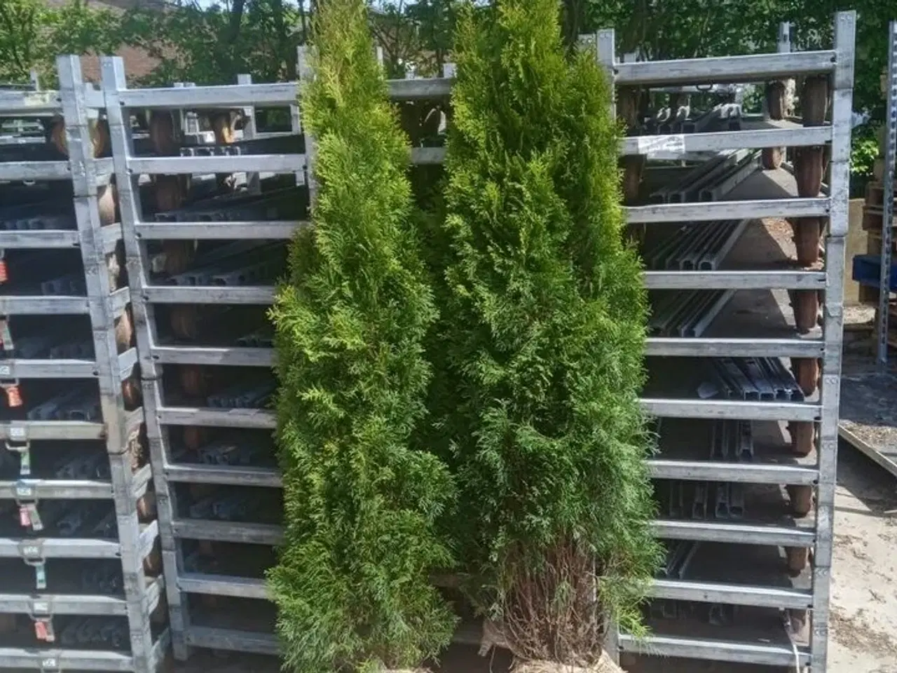 Billede 1 - 30 stk. Conifers Thuja Smaragd 150-175 cm.