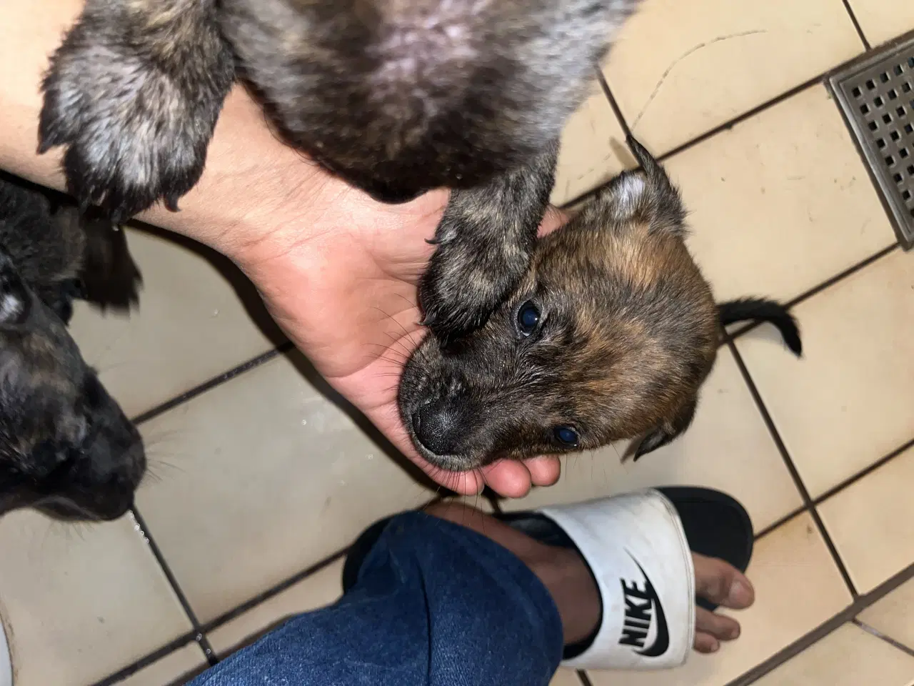 Billede 4 - Race: blanding malinois x staffordshire x Akita 