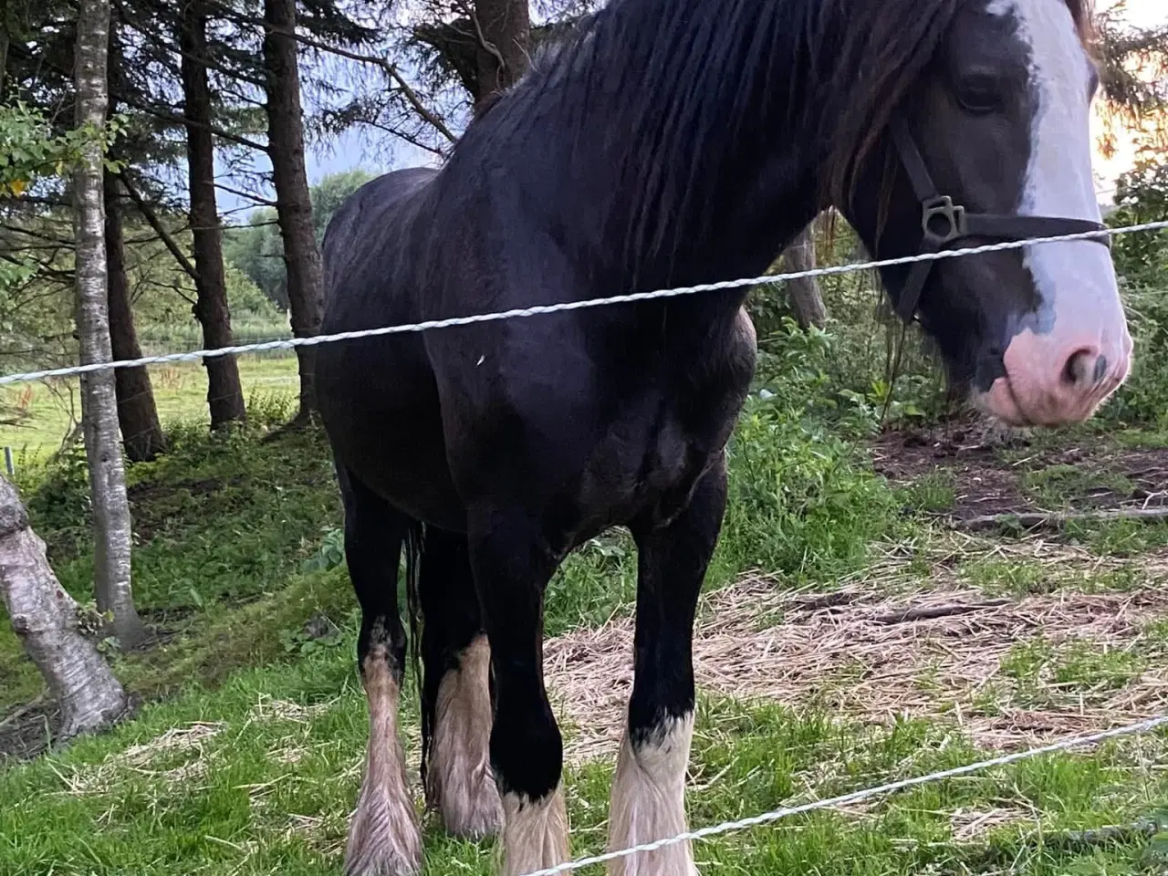 Billede 3 - Irish cob hingst