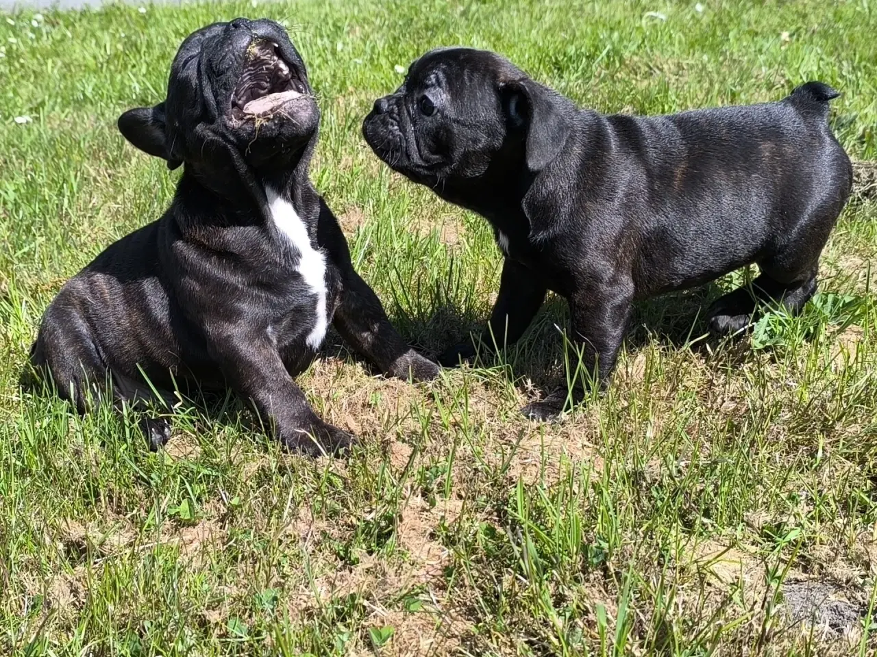 Billede 1 - DK fineste fransk bulldog hvalpe !!!!!!