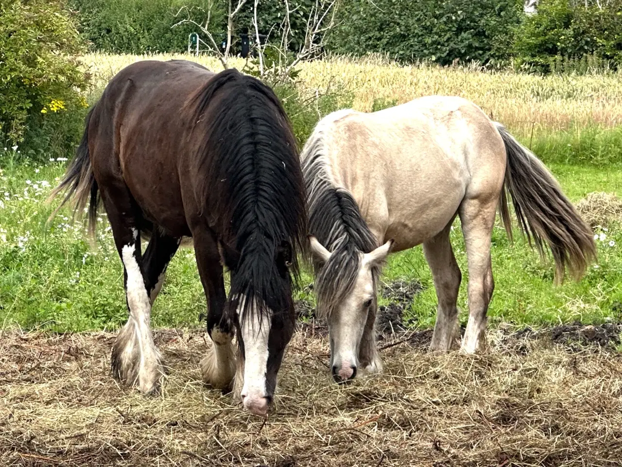 Billede 4 - Irish cob Vallak 