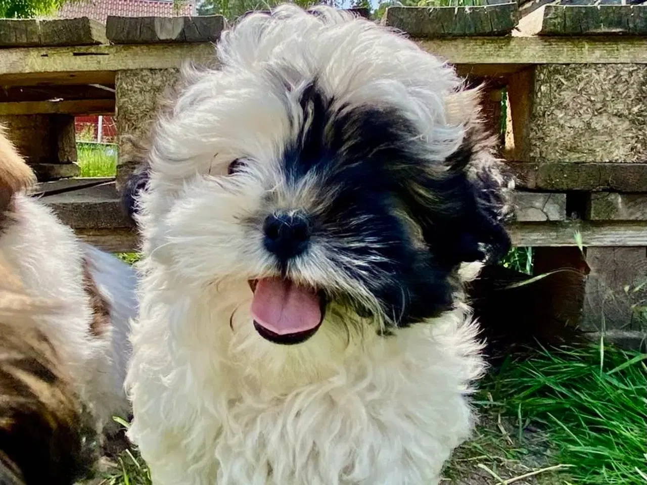 Billede 2 - Allergivenlig Shih Tzu hvalpe