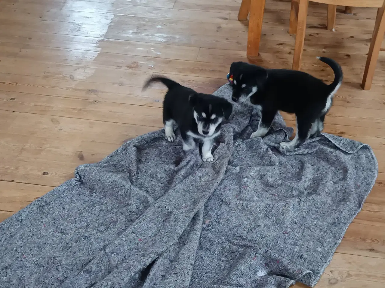 Billede 16 - Hvalpe mix