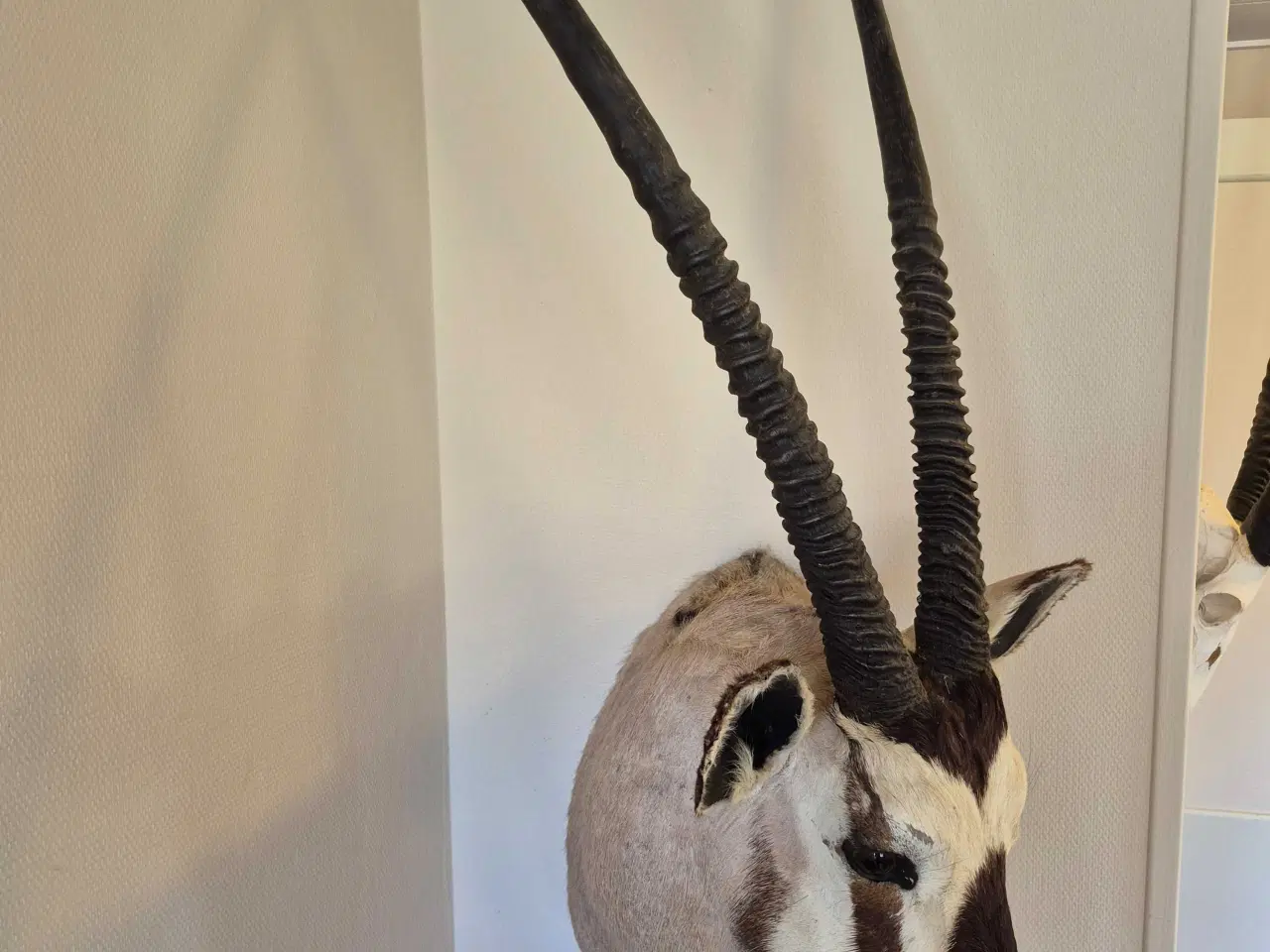 Billede 1 - Udstoppet oryx