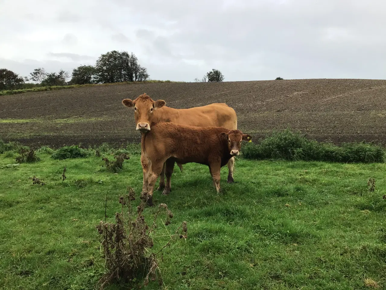 Billede 1 - Limousine køer evt. med kalv ved siden